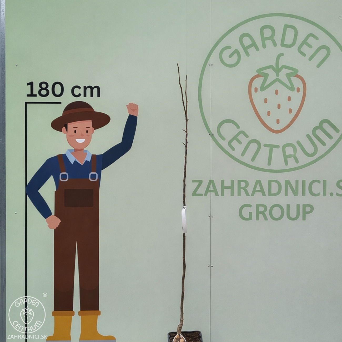 Obrázok Orech kráľovský (Juglans Regia) ´CHANDLER´ - výška 180-220 cm, kont. C10L